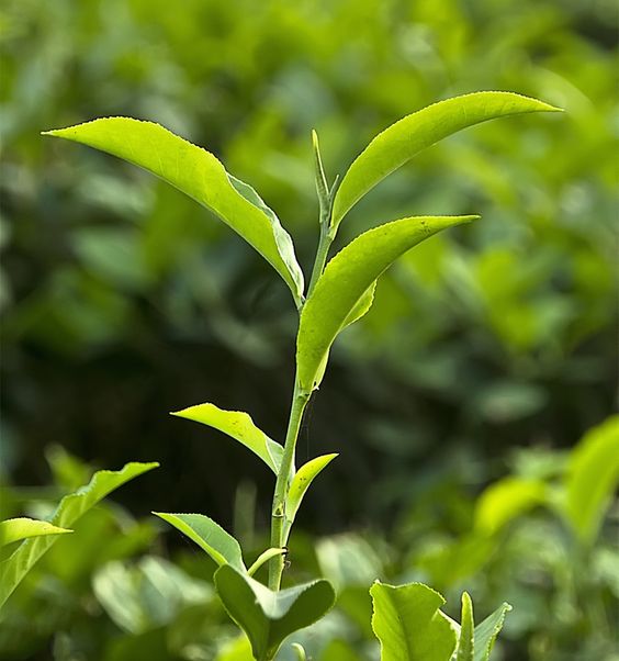 Antioxidants in Tea - Mosi Tea