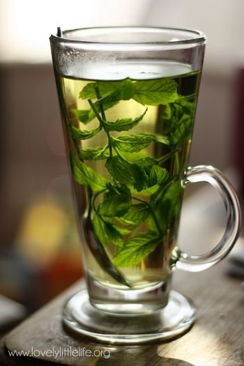 Warm Apple Mint Green Tea - Mosi Tea